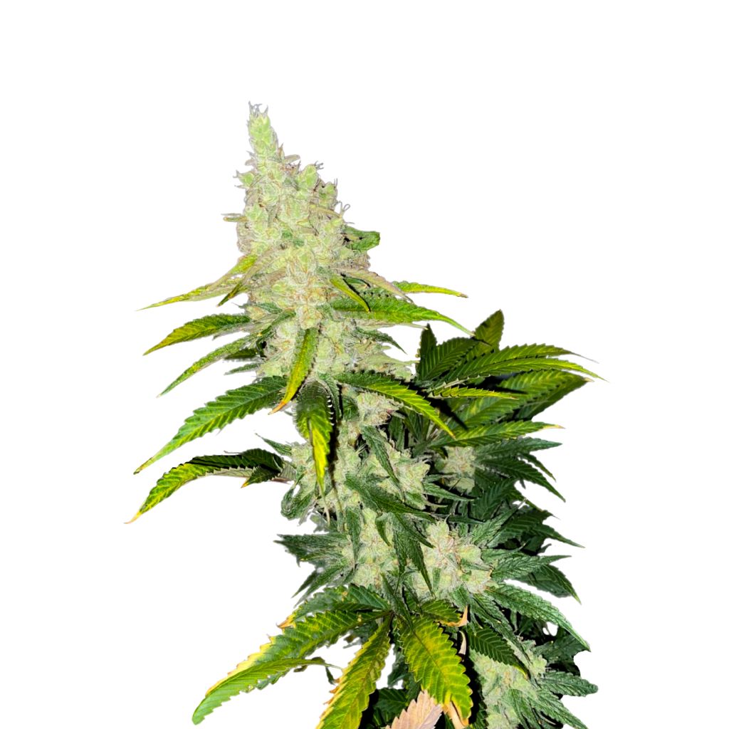 Kush Cookies 34 Street Seed Co